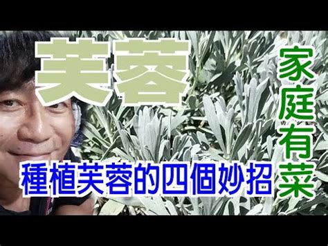 芙蓉種植禁忌